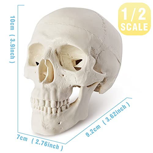 Merinden Mini Skull Model - Small Size Human Medical Anatomical Adult Head Bone for Education 3 Part Anatomical Skull with Removable Skull Cap and Moving Jaw