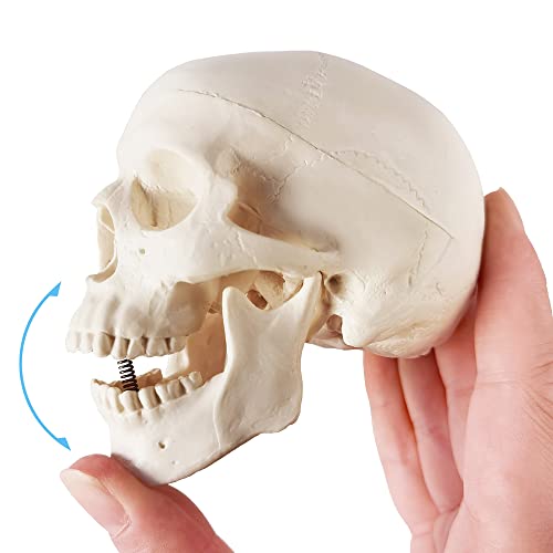 Merinden Mini Skull Model - Small Size Human Medical Anatomical Adult Head Bone for Education 3 Part Anatomical Skull with Removable Skull Cap and Moving Jaw