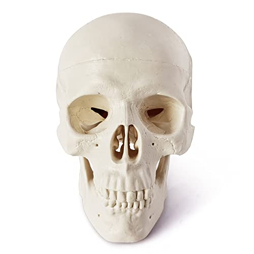 Merinden Mini Skull Model - Small Size Human Medical Anatomical Adult Head Bone for Education 3 Part Anatomical Skull with Removable Skull Cap and Moving Jaw