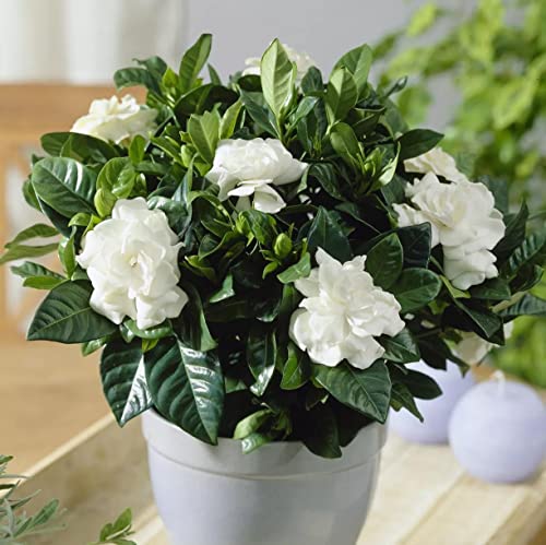 300+ Gardenia Seeds (Cape Jasmine)for Home Garden Planting