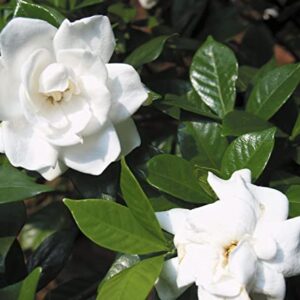 300+ Gardenia Seeds (Cape Jasmine)for Home Garden Planting