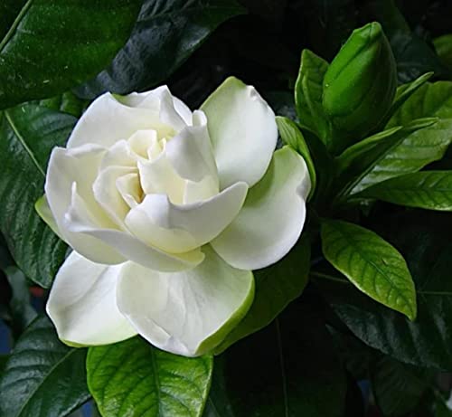 300+ Gardenia Seeds (Cape Jasmine)for Home Garden Planting