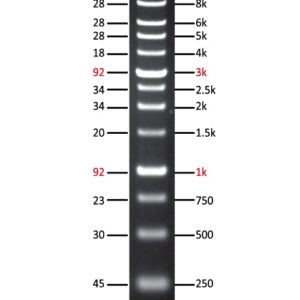 Azura PureView 1kb DNA Ladder 500 Lanes 5 x 500µl