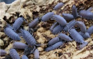 surmen legacy live 10 count powder blue isopods (porcellionides pruinosus) cleanup crew & reptile food