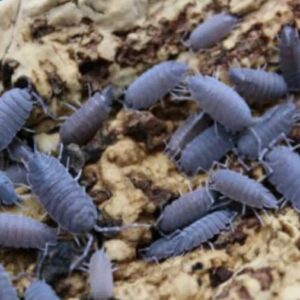 Surmen Legacy Live 10 Count Powder Blue Isopods (Porcellionides Pruinosus) Cleanup Crew & Reptile Food