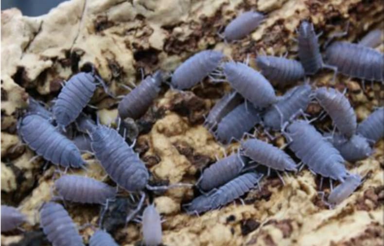 Surmen Legacy Live 10 Count Powder Blue Isopods (Porcellionides Pruinosus) Cleanup Crew & Reptile Food