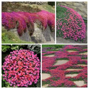 2000+ red creeping thyme seeds for planting non-gmo clover seeds for lawn creeping thyme seeds ground coverperennial landscaping easy to grow