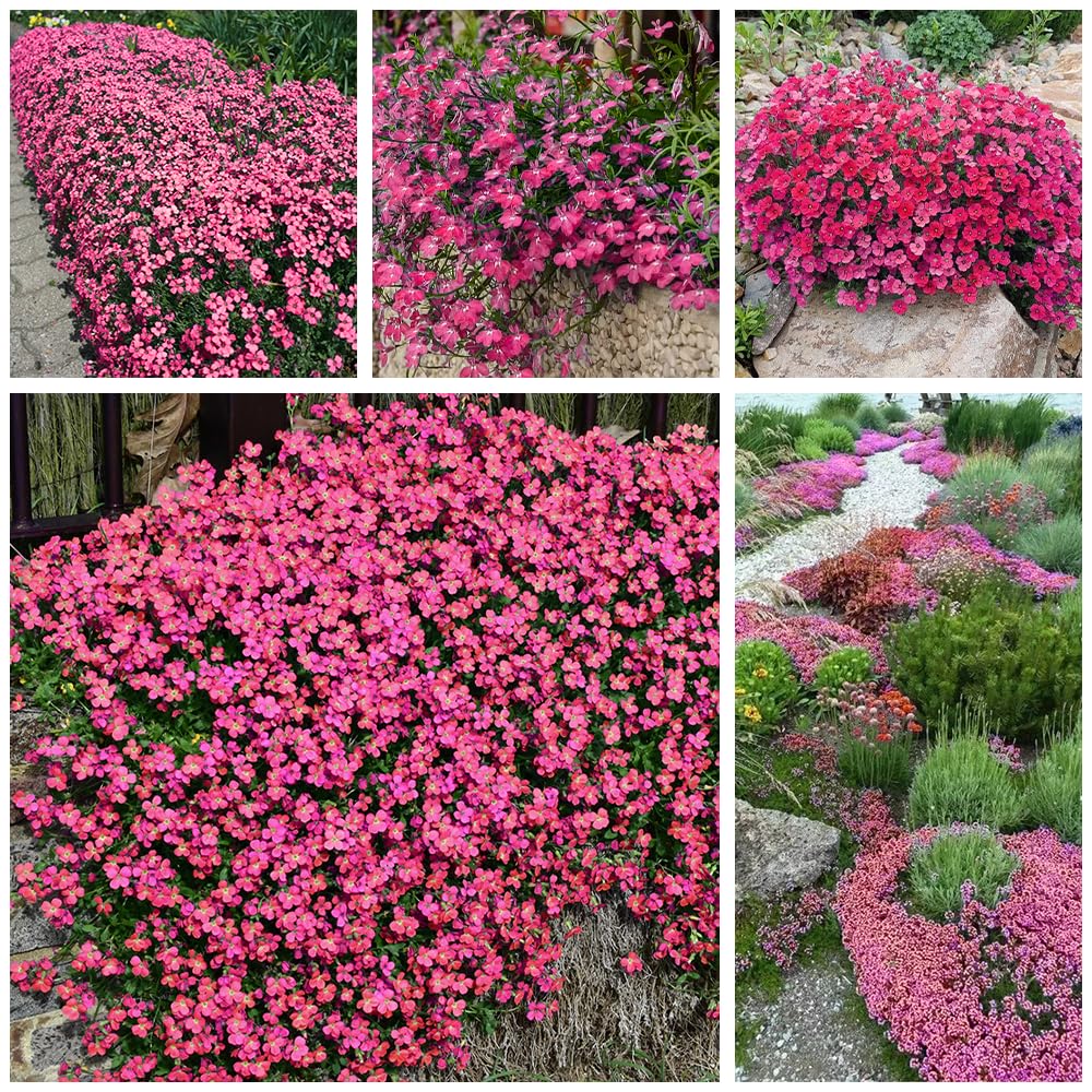 2000+ Red Creeping Thyme Seeds for Planting Non-GMO Clover Seeds for Lawn Creeping Thyme Seeds Ground CoverPerennial Landscaping Easy to Grow