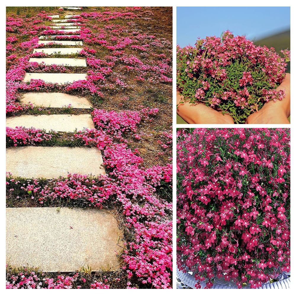 2000+ Red Creeping Thyme Seeds for Planting Non-GMO Clover Seeds for Lawn Creeping Thyme Seeds Ground CoverPerennial Landscaping Easy to Grow