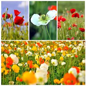 10000+ Mix Color California Poppy Flower Seeds for Planting Open-Pollinated Non GMO, Year Round Planting (Pink, Red, White, Yellow)