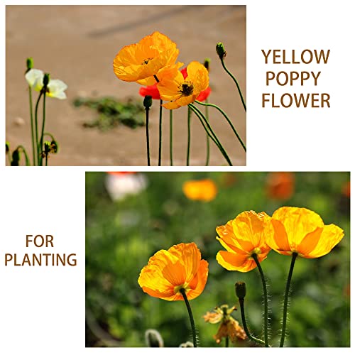 10000+ Mix Color California Poppy Flower Seeds for Planting Open-Pollinated Non GMO, Year Round Planting (Pink, Red, White, Yellow)
