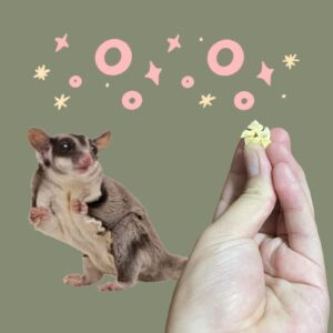 PETIVORE Premium Dried Apple for Sugar Glider and Small Exotic Pet - Made with Real Fruit - Sugar Glider, Hamster, Marmoset and All Type of Rodents Treats, Snacks and Food (20g)