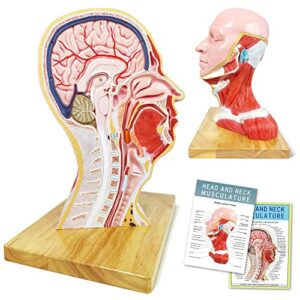 merinden human half head superficial model with musculature, life size anatomical head model skull and brain for medical teaching learning, kids learning education display tool