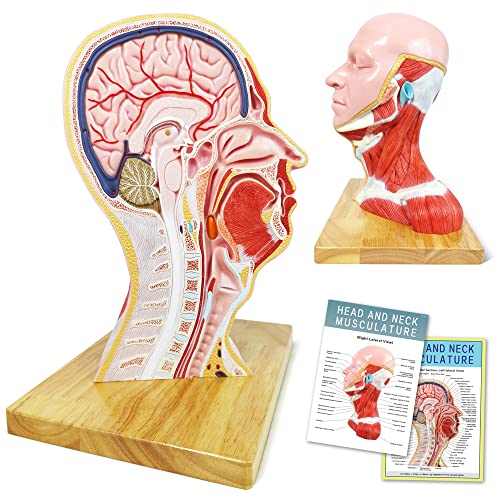 Merinden Human Half Head Superficial Model with Musculature, Life Size Anatomical Head Model Skull and Brain for Medical Teaching Learning, Kids Learning Education Display Tool