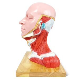 Merinden Human Half Head Superficial Model with Musculature, Life Size Anatomical Head Model Skull and Brain for Medical Teaching Learning, Kids Learning Education Display Tool