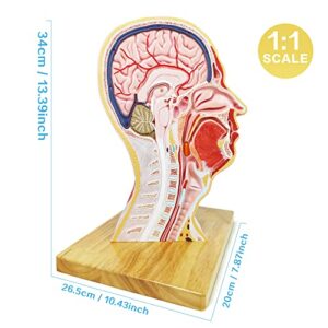 Merinden Human Half Head Superficial Model with Musculature, Life Size Anatomical Head Model Skull and Brain for Medical Teaching Learning, Kids Learning Education Display Tool