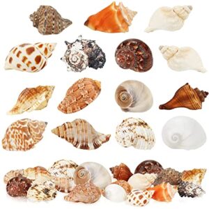 weoxpr 15 pieces hermit crab shells - 15 kind large growth turbo seashells, opening 0.8" - 1.5" natural sea shells for hermit crab supplies, aquarium decoration