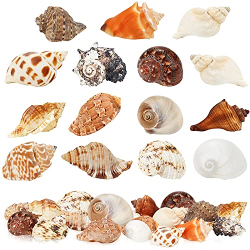 WEOXPR 15 Pieces Hermit Crab Shells - 15 Kind Large Growth Turbo Seashells, Opening 0.8" - 1.5" Natural Sea Shells for Hermit Crab Supplies, Aquarium Decoration