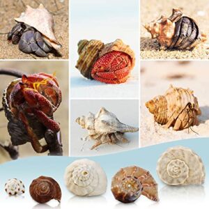 WEOXPR 15 Pieces Hermit Crab Shells - 15 Kind Large Growth Turbo Seashells, Opening 0.8" - 1.5" Natural Sea Shells for Hermit Crab Supplies, Aquarium Decoration