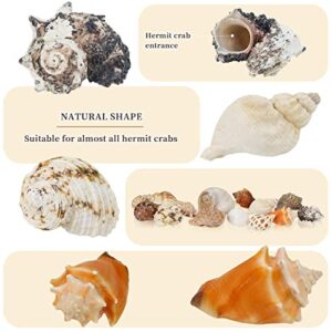 WEOXPR 15 Pieces Hermit Crab Shells - 15 Kind Large Growth Turbo Seashells, Opening 0.8" - 1.5" Natural Sea Shells for Hermit Crab Supplies, Aquarium Decoration