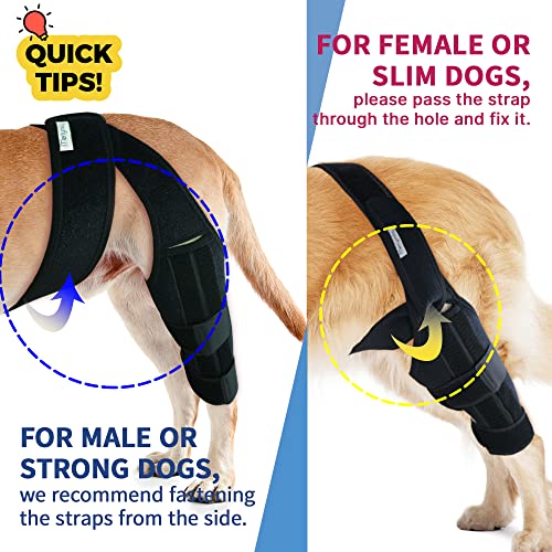 MerryMilo Adjustable Pet Knee Brace For Support With Cruciate Ligament Injury, Joint Pain And Muscle Sore, Better Recovery With Dog ACL Rear Leg Brace, (Size: M)