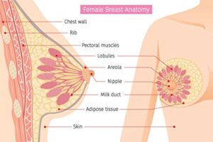 laminated cross section of female breast human anatomy educational chart poster dry erase sign 24x16