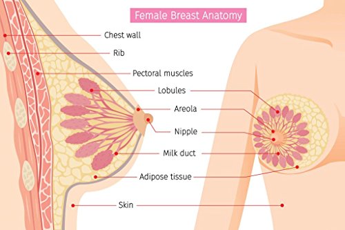 Laminated Cross Section of Female Breast Human Anatomy Educational Chart Poster Dry Erase Sign 24x16