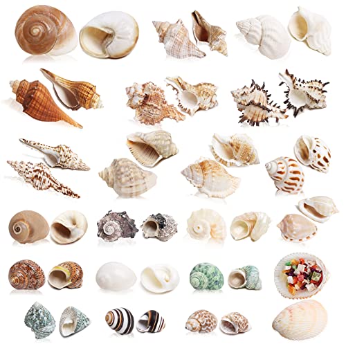 WeDoSoy 21PCS Hermit Crab Shells Large Medium Small | Sea Conch Size 1.2" - 3.9", Opening Size 0.5" - 2" | Growth Turbo Seashells for Natural Hermit Crab Supplies