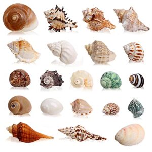 wedosoy 21pcs hermit crab shells large medium small | sea conch size 1.2" - 3.9", opening size 0.5" - 2" | growth turbo seashells for natural hermit crab supplies