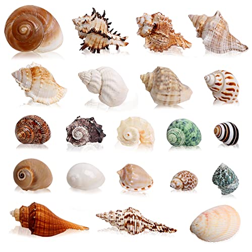 WeDoSoy 21PCS Hermit Crab Shells Large Medium Small | Sea Conch Size 1.2" - 3.9", Opening Size 0.5" - 2" | Growth Turbo Seashells for Natural Hermit Crab Supplies