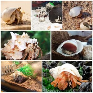 WeDoSoy 21PCS Hermit Crab Shells Large Medium Small | Sea Conch Size 1.2" - 3.9", Opening Size 0.5" - 2" | Growth Turbo Seashells for Natural Hermit Crab Supplies