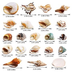 WeDoSoy 21PCS Hermit Crab Shells Large Medium Small | Sea Conch Size 1.2" - 3.9", Opening Size 0.5" - 2" | Growth Turbo Seashells for Natural Hermit Crab Supplies