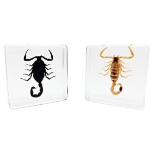 flyingbean insect specimens set, black scorpion and yellow scorpion specimens in resin, animal taxidermy collection for science education & desk ornament, (fbbj-03)