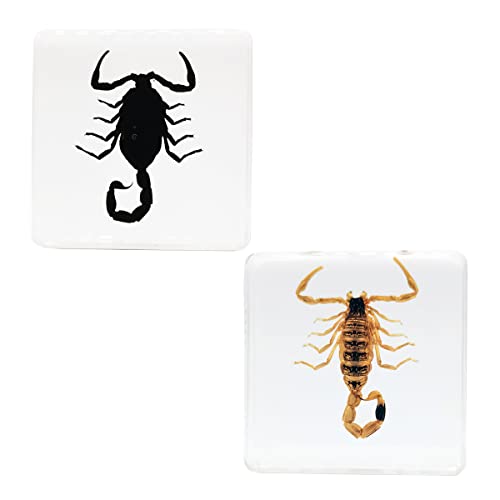 FlyingBean Insect Specimens Set, Black Scorpion and Yellow Scorpion Specimens in Resin, Animal Taxidermy Collection for Science Education & Desk Ornament, (FBBJ-03)