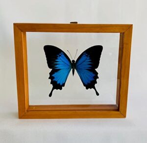 wall decor framed butterfly worldwide insects the ulysses butterfly (papilio ulysses) - 6x7 inches - glass - taxidermy collectible - gift