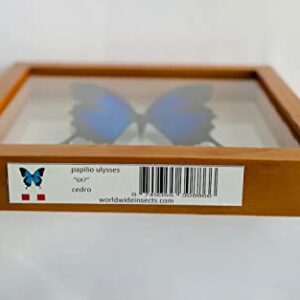 Wall Decor Framed butterfly Worldwide Insects The Ulysses Butterfly (Papilio Ulysses) - 6x7 inches - Glass - Taxidermy Collectible - Gift