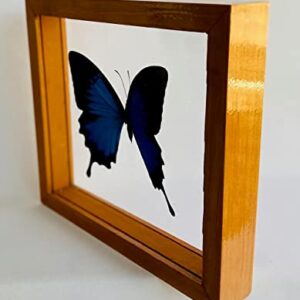 Wall Decor Framed butterfly Worldwide Insects The Ulysses Butterfly (Papilio Ulysses) - 6x7 inches - Glass - Taxidermy Collectible - Gift