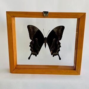 Wall Decor Framed butterfly Worldwide Insects The Ulysses Butterfly (Papilio Ulysses) - 6x7 inches - Glass - Taxidermy Collectible - Gift