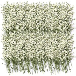 dried babys breath flowers bouquet ivory white babys breath real flowers natural gypsophila branches dry pressed gypsophila for wedding resin art craft diy card making home party decor (100 pcs)