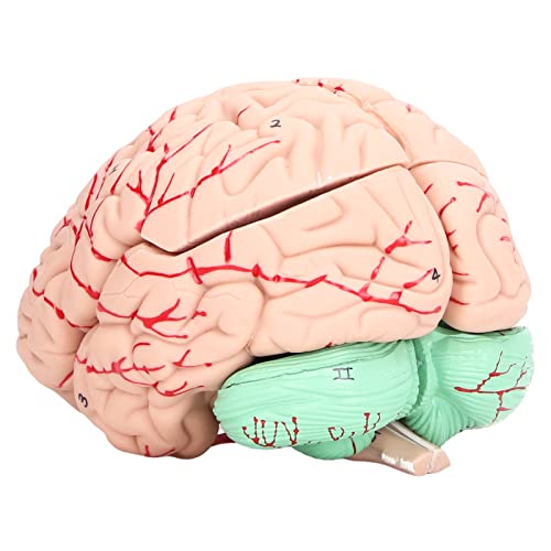 Kadimendium Human Brain Model Anatomy Removable Skullcap PVC Skull Model Anatomical Skull Model Anatomical Model with Manual for School Home Study