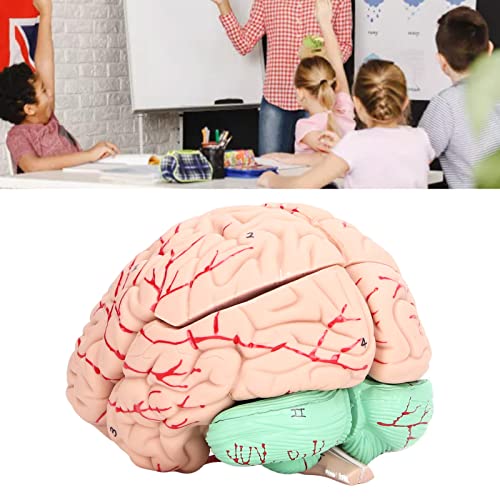 Kadimendium Human Brain Model Anatomy Removable Skullcap PVC Skull Model Anatomical Skull Model Anatomical Model with Manual for School Home Study