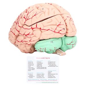 Kadimendium Human Brain Model Anatomy Removable Skullcap PVC Skull Model Anatomical Skull Model Anatomical Model with Manual for School Home Study