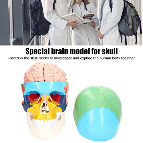 Kadimendium Human Brain Model Anatomy Removable Skullcap PVC Skull Model Anatomical Skull Model Anatomical Model with Manual for School Home Study