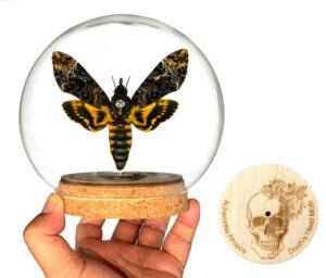 real death head moth acherontia in globe dome butterfly hawkmoth skull moth insect unique taxidermy taxadermy collectables tabletop wall art decoration home decor living reading room dome-05-01