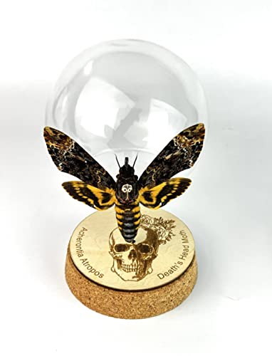 Real Death Head Moth Acherontia in Globe Dome Butterfly Hawkmoth Skull Moth Insect Unique Taxidermy Taxadermy Collectables Tabletop Wall Art Decoration Home Decor Living Reading Room DOME-05-01