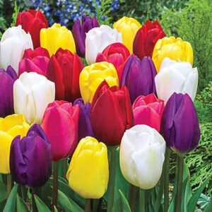 mixed color tulip bulbs for planting - ships from iowa, usa (10 bulbs)