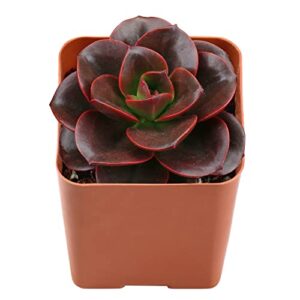 live succulent 2" echeveria 'melaco', unique plants fully rooted in 2inch pots with soil, mini house plant for home office decoration, diy, wedding party favor gift