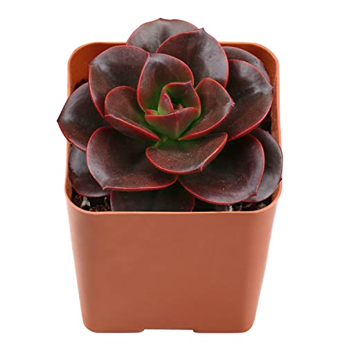 Live Succulent 2" Echeveria 'Melaco', Unique Plants Fully Rooted in 2inch Pots with Soil, Mini House Plant for Home Office Decoration, DIY, Wedding Party Favor Gift