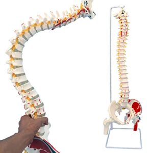 veipho spine model, spine models for chiropractors, spine model life size with stand, spine models for anatomy & office, 34" flexible colored human spine model life-size spinal cord model