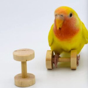 Parrot Bird Toy Supplies Gnawing Dumbbell Weight Lifting Training Intelligence Development Props Bird Tools for Parrots Budgie Parakeet Cockatiel Cockatoo Conure